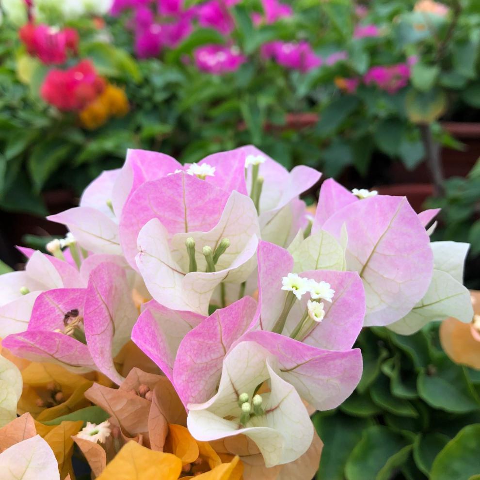 稀有品种黄金三角梅彩色室外多年生木本植物耐热耐寒好养开花盆栽