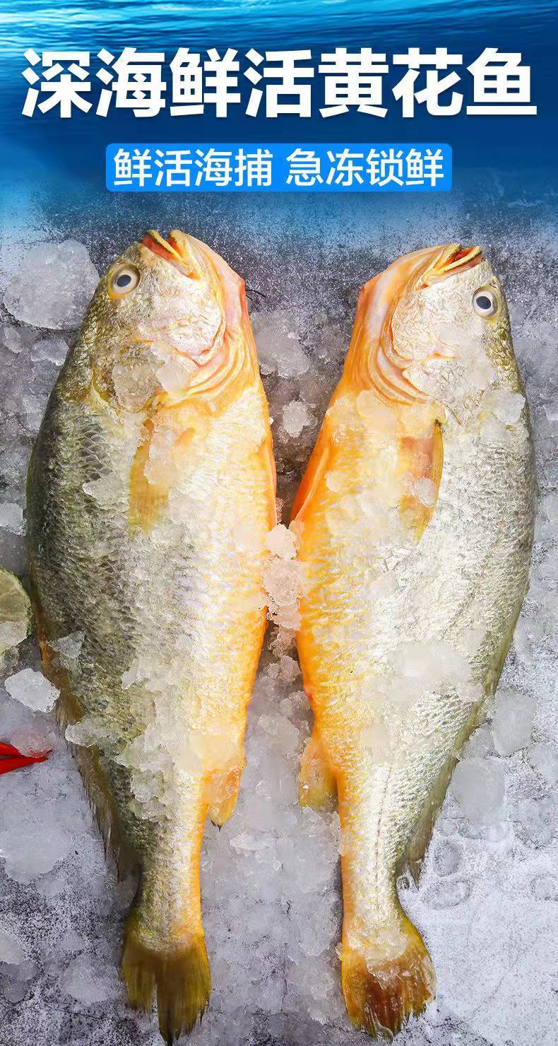 黄花鱼新鲜海捕速冻东海大黄鱼鲜活冷冻海鱼深海整箱5条091斤条超高