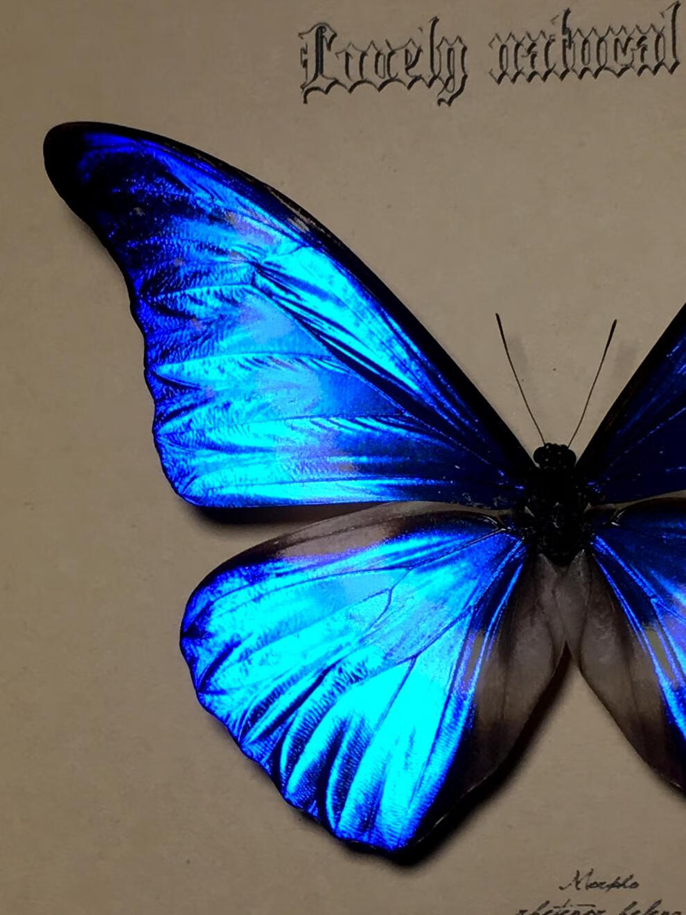 昆虫标本收纳盒光明女神闪蝶·海伦娜闪蝶·真蝴蝶标本·真昆虫标本