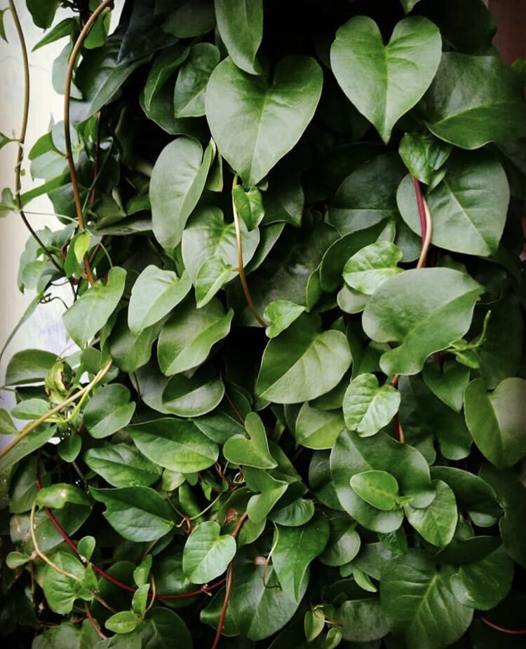 藤三七盆栽四季常青阳台蔬菜爬藤植物花卉绿植庭院植物墙多肉植物 藤