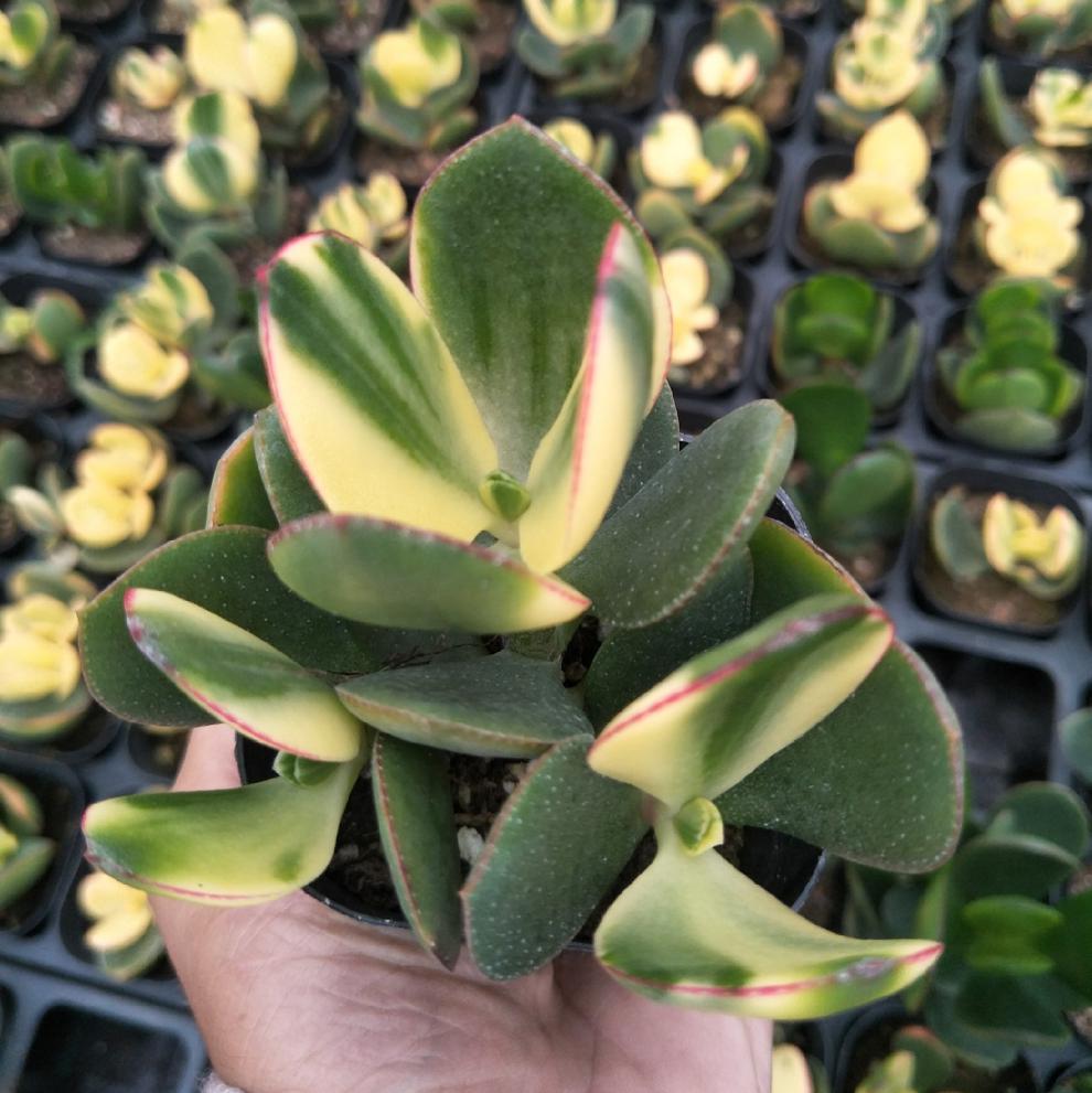 新花月锦状态多肉自然出锦盆栽花卉绿植植物新花月锦粗杆子老桩群生五