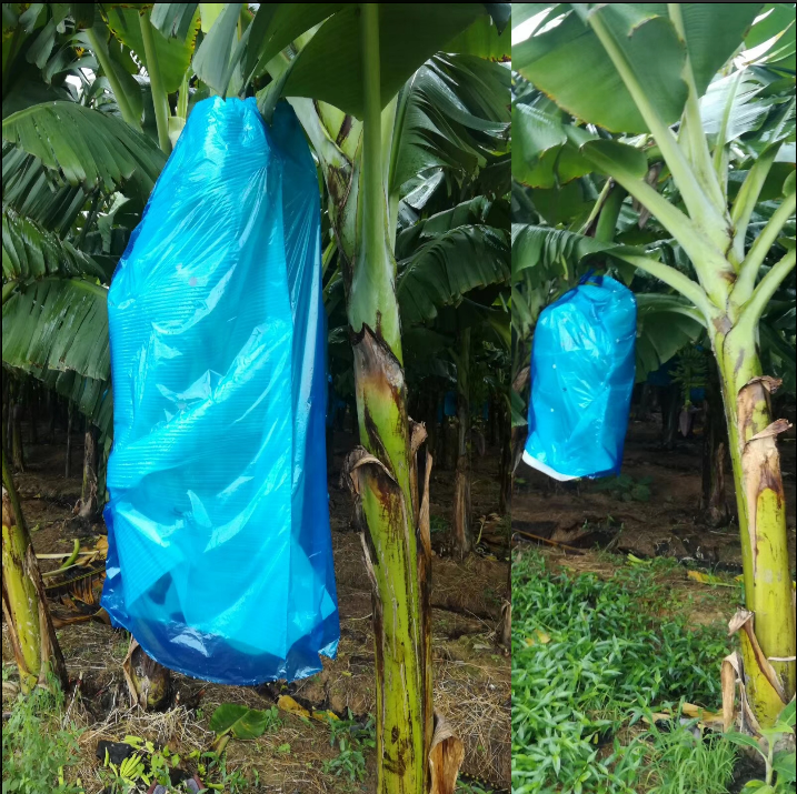 香蕉套袋蓝色有孔无孔定型防寒防虫袋专用连体袋一体袋农业蕉套袋嘉际