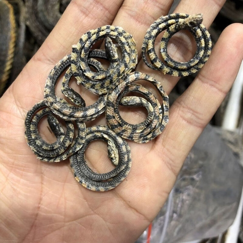 白小花蛇小白花蛇小花蛇一件小白花蛇泡酒料1条