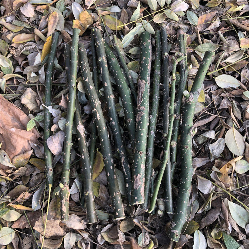 北京同仁堂野生新鲜槐树枝槐枝国槐枝叶五枝汤原料槐树叶子槐叶槐花