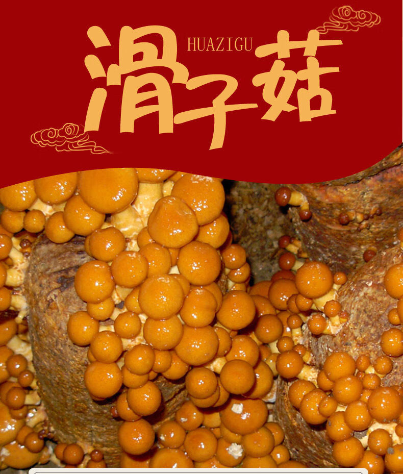 5折 滑菇罐头 5斤 滑菇 滑子菇 滑菇罐头 新鲜滑子蘑 脆滑蘑菇 承德