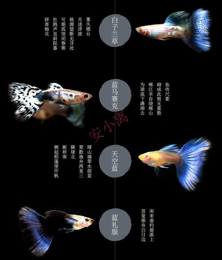 安小离精品孔雀鱼莫斯科蓝草尾美国全红蓝礼服天空蓝巴西红扇高端孔雀