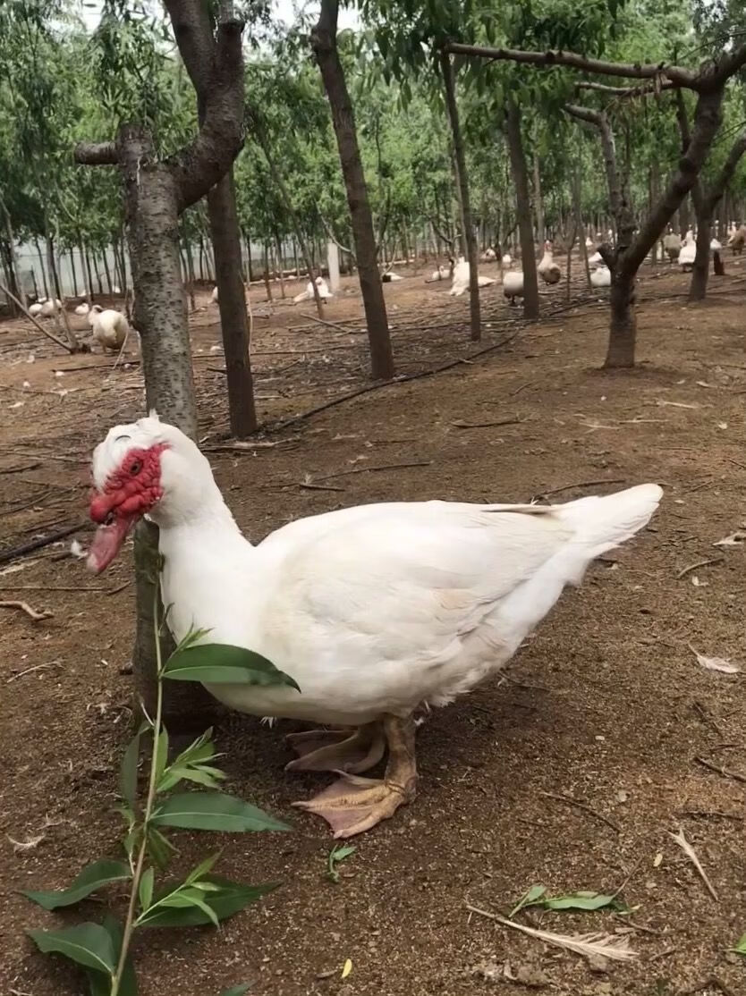 现杀三年老鸭农家散养三年老番鸭红脸鸭鸳鸯鸭藤鸭 三年老鸭杀好净重8
