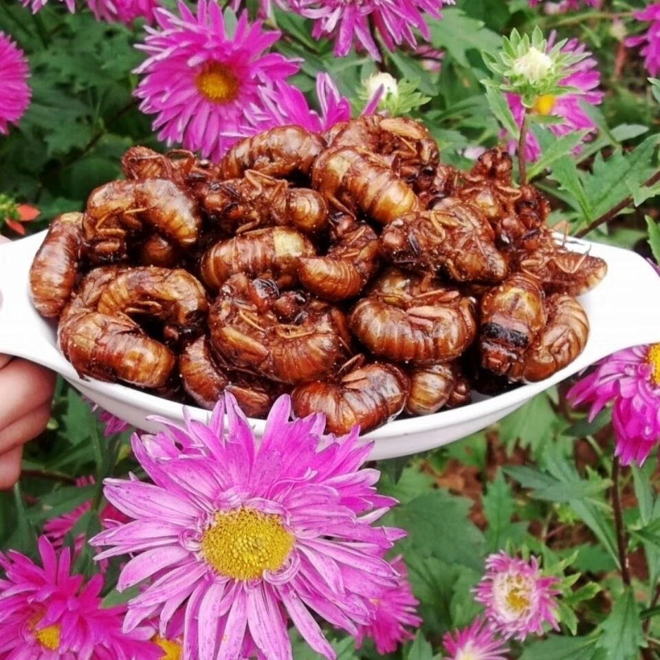 油炸知了猴山东特产炸金蝉新鲜蝉蛹即食唐僧肉香辣知了龟现炸现卖 炸