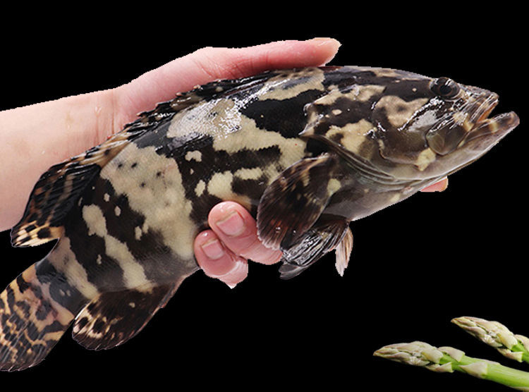 石斑鱼新鲜鲜活海捕珍珠龙胆石斑鱼海鲜水产帕雅尔克一条装16斤