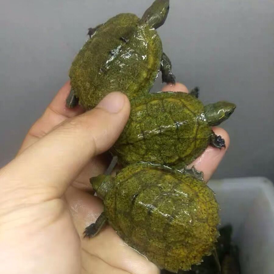 荣郁 日石苗纯种石龟宠物深水龟互动龟活体观赏龟日石龟冷水龟发色 全