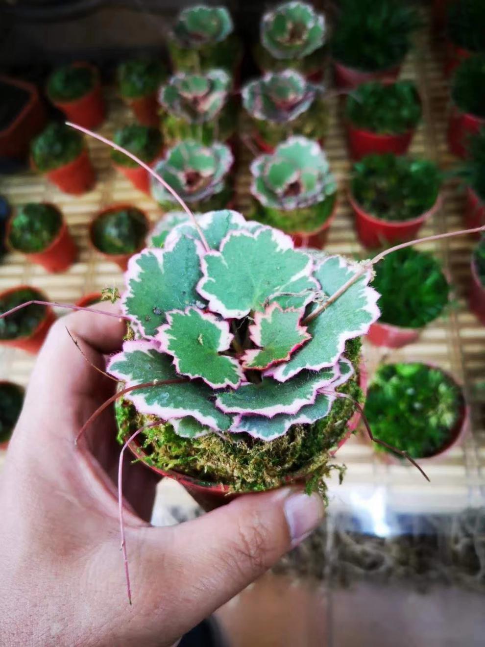 虎雀一朵基地姬虎耳草屋久岛雪之下七变化山野草案头绿植日本御所车