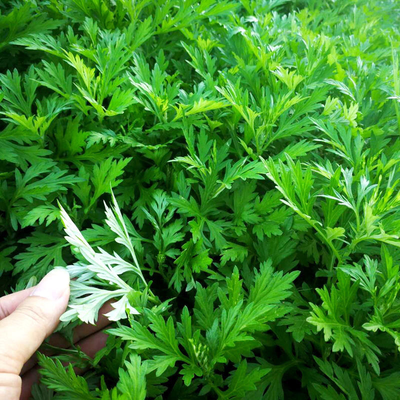 新鲜艾叶草当天采摘可食用做青团糍粑粑清明果米果嫩叶现摘斤艾叶