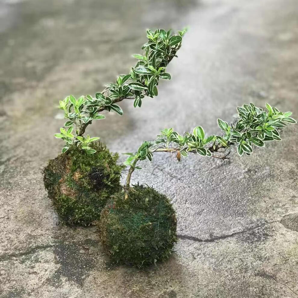 苔藓球小悬崖金边六月雪微盆景盆栽阳台室内绿植花卉客厅金边小悬崖