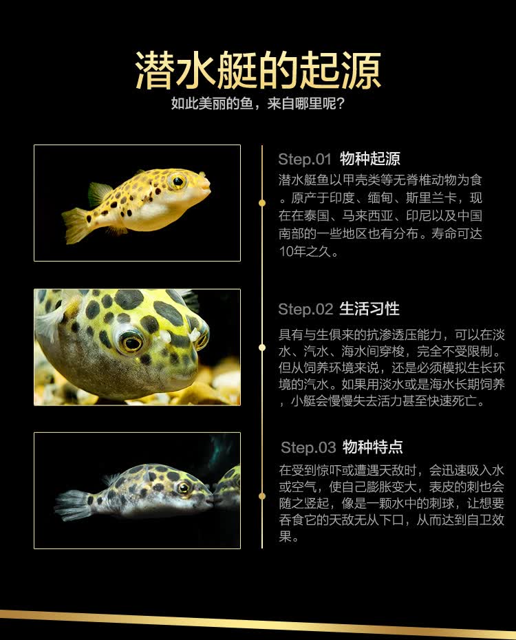 河豚鱼活体活物大金娃娃潜水艇弓斑河豚热带观赏鱼运输包活岚黛大金