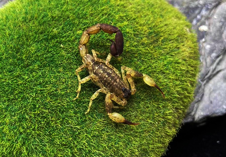 海南双针蝎 5厘米左右成体新手宠物蝎子活体雨林蝎国产经典套装 朴彩