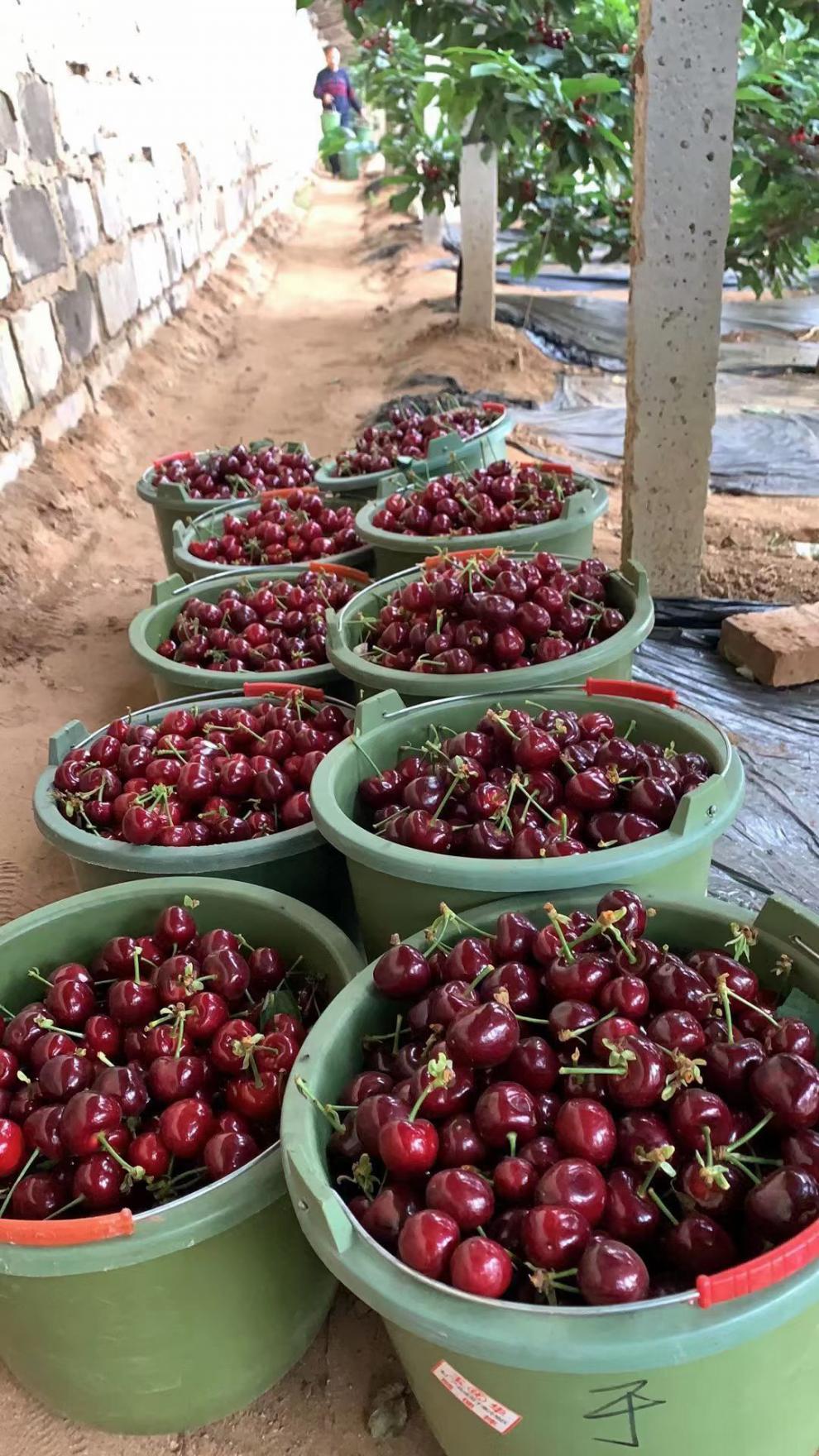 大连美早大樱桃顺丰2斤现摘新鲜瓦房店樱桃孕妇水果车厘子jj28mm含