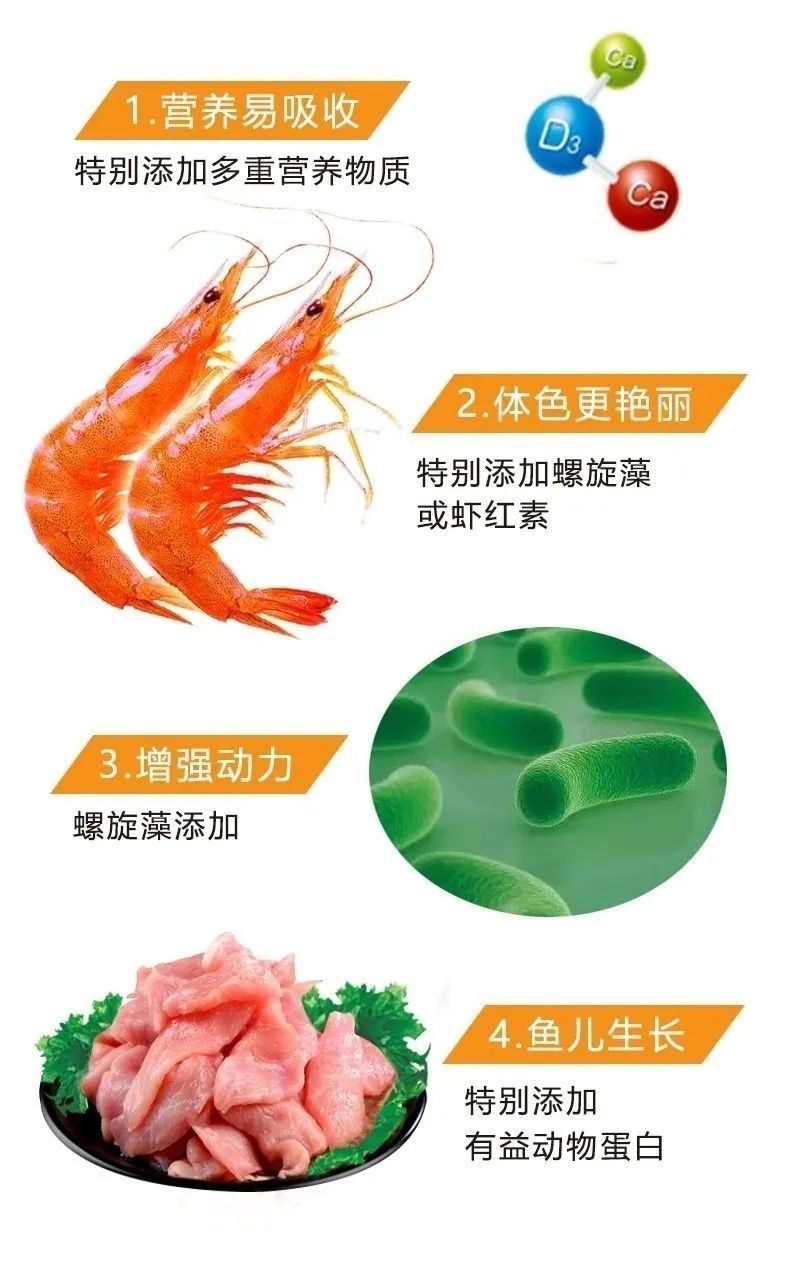 荣郁 蝴蝶鲤贵妃短身球体活体长尾淡水观赏鱼渔场专用鱼饲料袋装 大