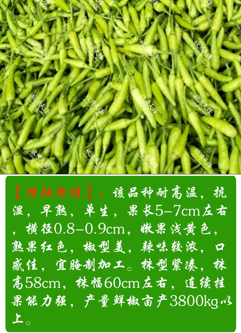 小米椒种子特辣辣椒小米辣四季种籽小白米椒超辣泡椒蔬菜朝天椒白玉椒