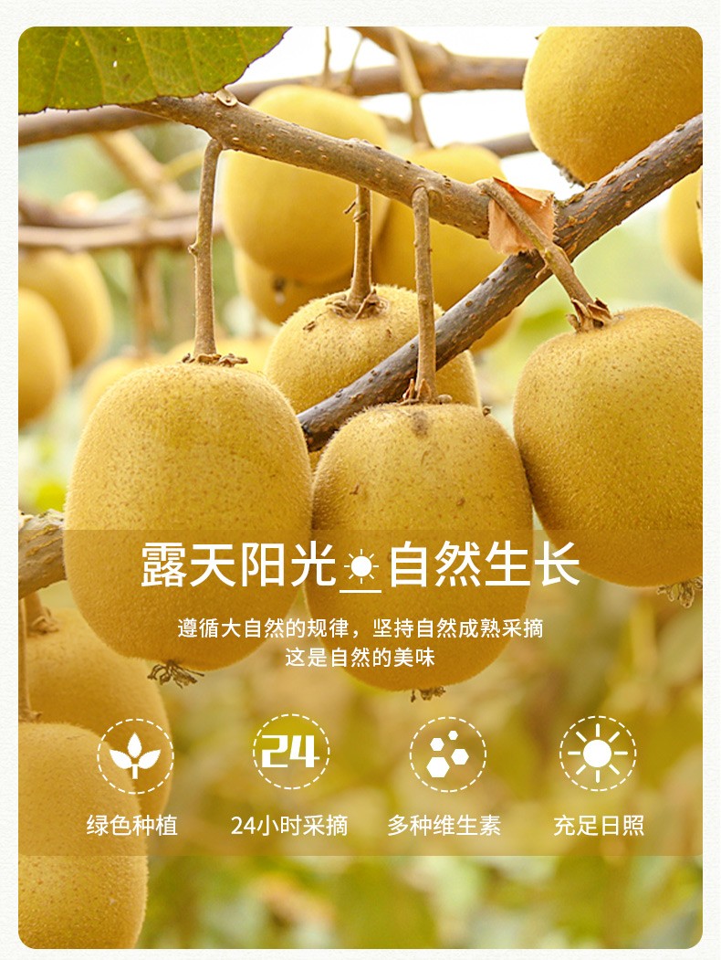 黄心猕猴桃当季新鲜水果阳光金果精美礼盒装黄心奇异果 匠心15粒礼盒