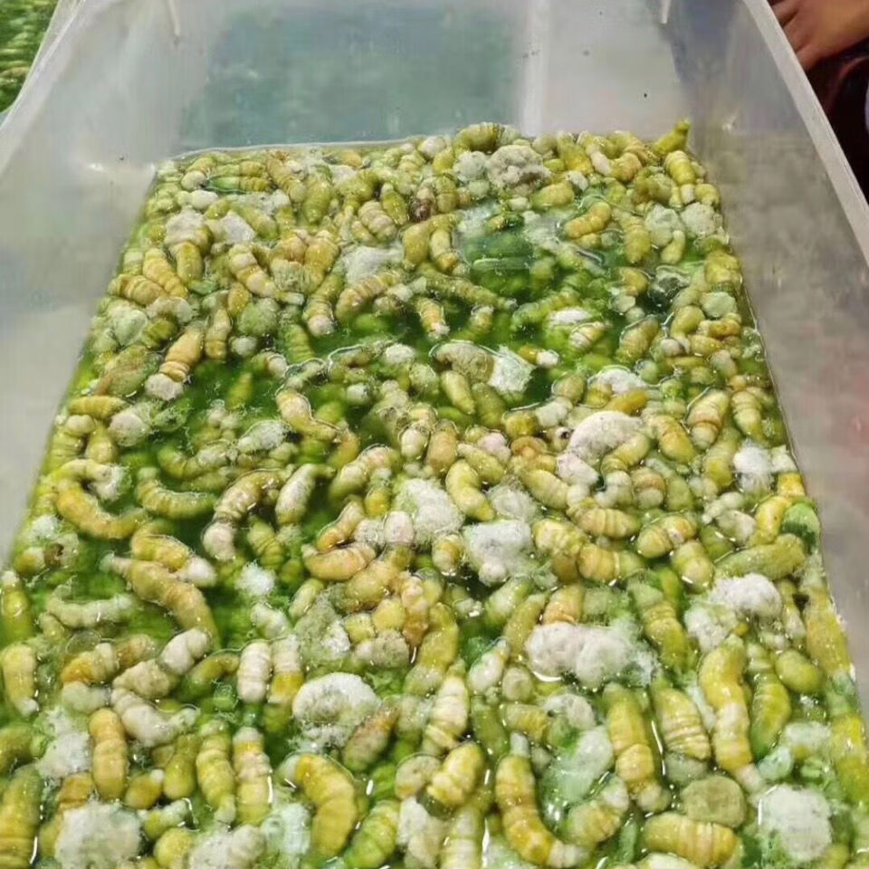 豆丹做法【图片 价格 品牌 报价】-京东