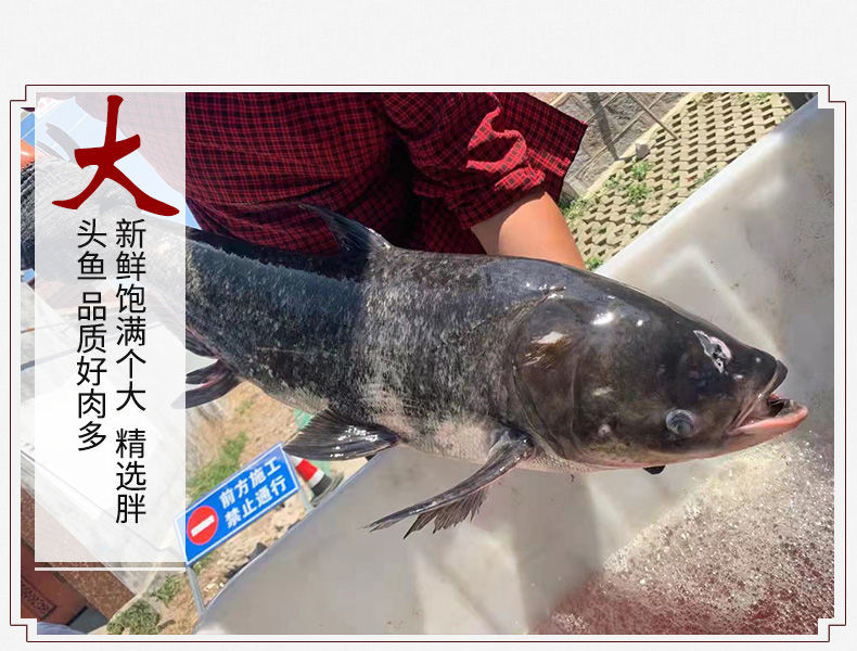 淡水胖头鱼头新鲜速度剁椒鱼头半成品食材费雅南奇花鲢鱼头3斤只
