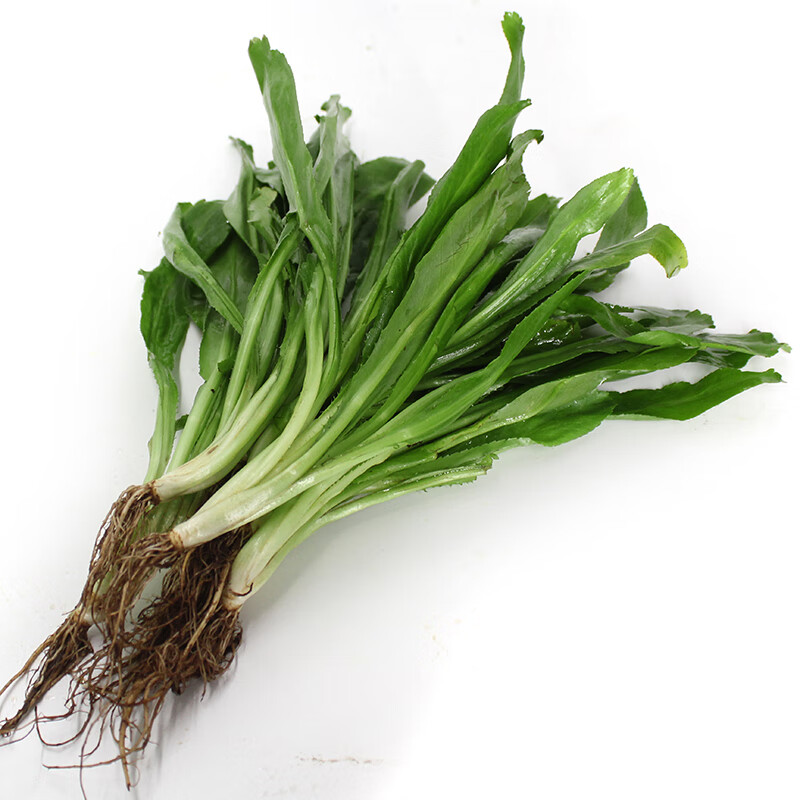大芫茜新鲜食用泰国香料菜大香菜500g顺丰冬阴功汤调味刺芫茜芫荽