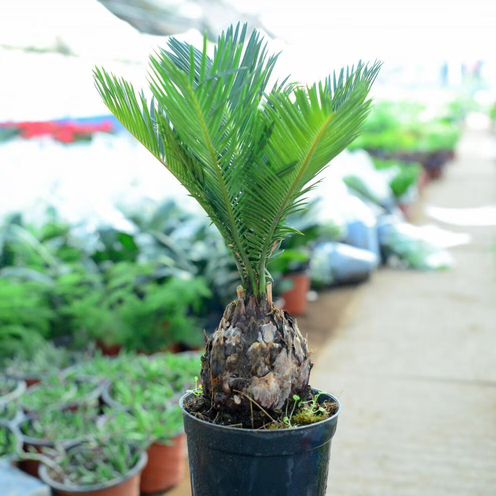 铁树盆栽大小铁树盆景凤尾蕉苏铁盆栽苗四季常青庭院别墅室内外大型