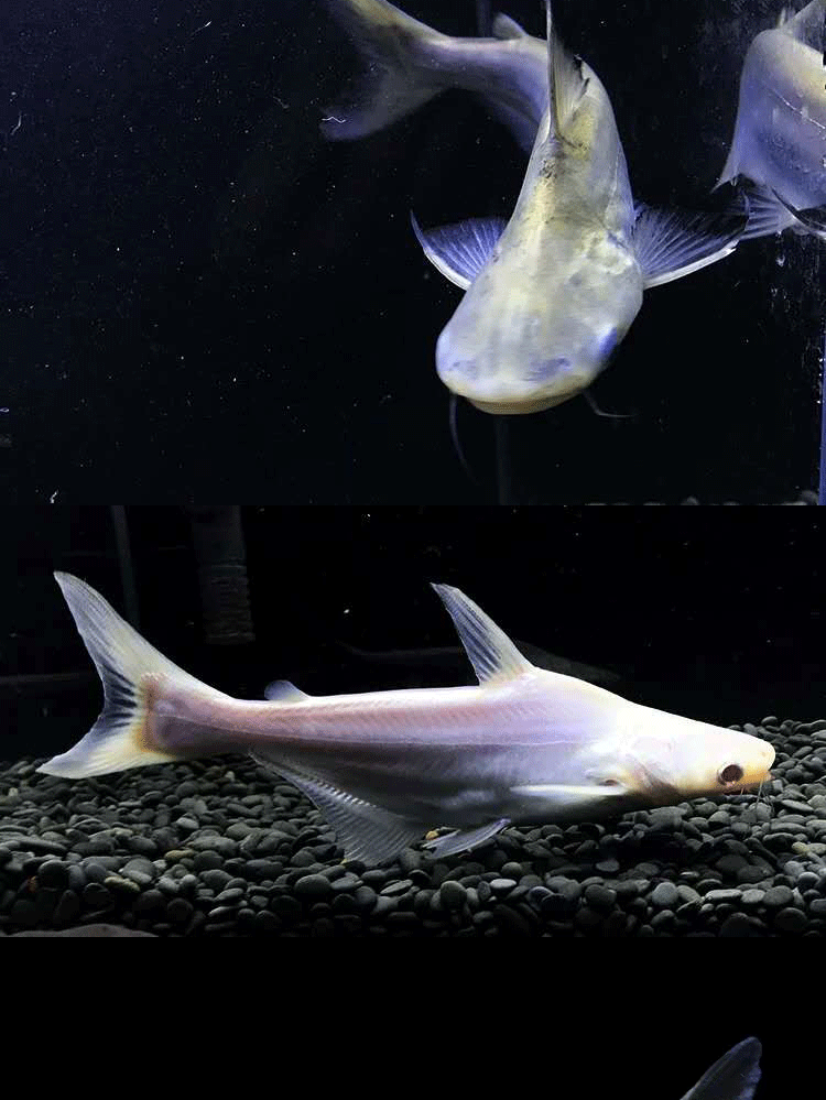 萌萌哒成吉思汗鲨鱼活鱼大白鲨大型虎鲨宠物鱼凶猛巨型淡水蓝鲨观赏