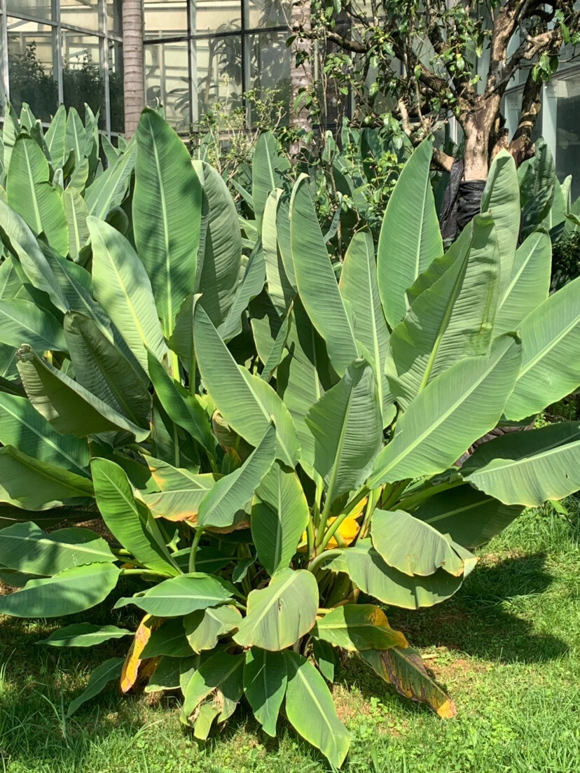 地涌金莲 佛教五树六花 千瓣莲花佛花 室内庭院吉祥盆栽花卉绿植 直径