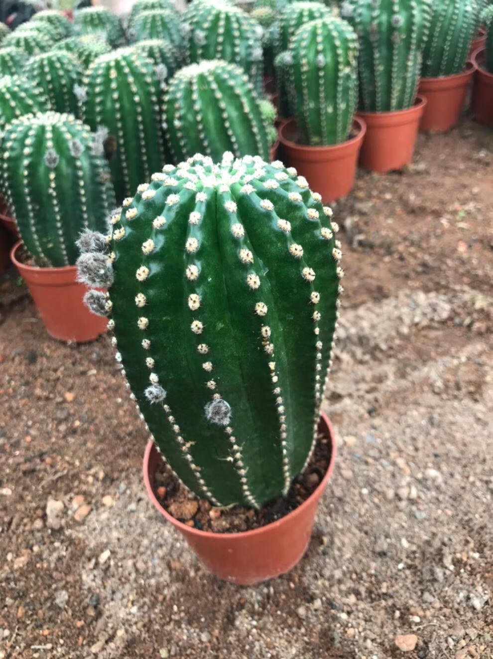 园艺超大黑金刚单头仙人球一物一拍易养室内阳台含盆带土栽好 开黄花