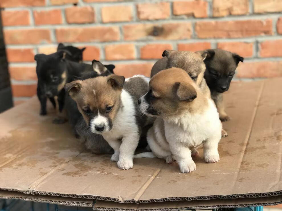 狗活幼体便宜长不大家养土狗中华田园犬小型犬小狗活体幼犬串串狗