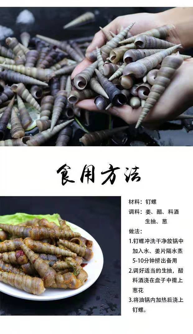 【新鲜钉螺】连云港钉螺贝类海鲜海瓜子螺丝贝壳类生鲜田螺鲜海螺 斓