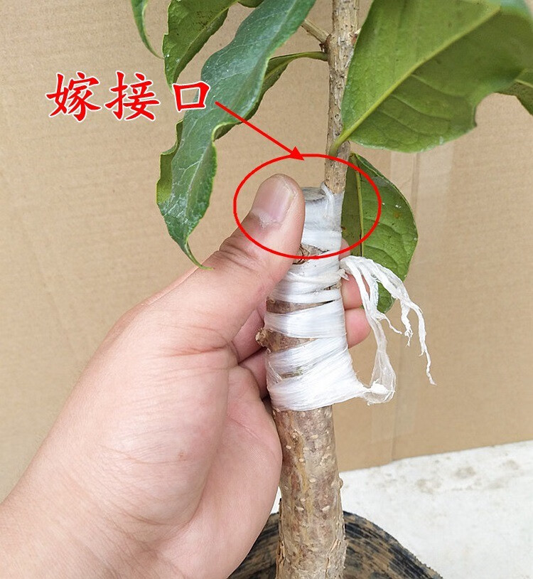 桂花树苗桂花花香浓郁嫁接桂花苗阳台庭院办公室南北方种植盆栽花卉z6