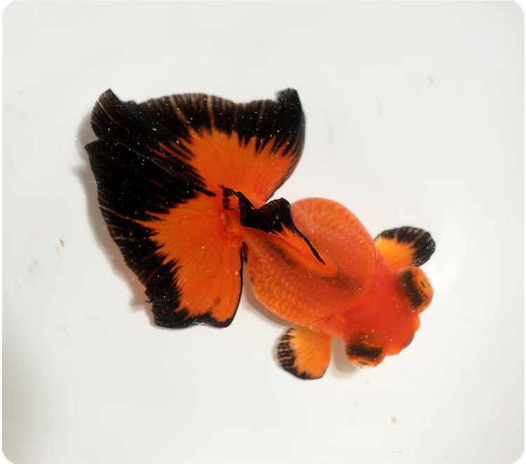 zxc精品红白黑花蝶尾金鱼活体观赏鱼龙睛熊猫鱼风水鱼淡水鱼冷水 7