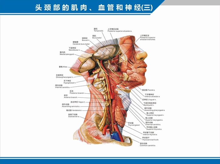 精选好货医院科室挂图头颈部的肌肉血管神经分布图解剖图中英文医学