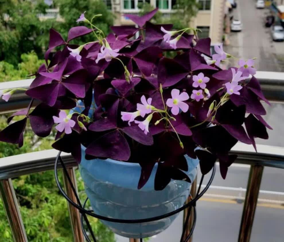 紫叶酢浆草种球绿植盆栽花种子四季庭院室内室外花卉植物好养易活紫色
