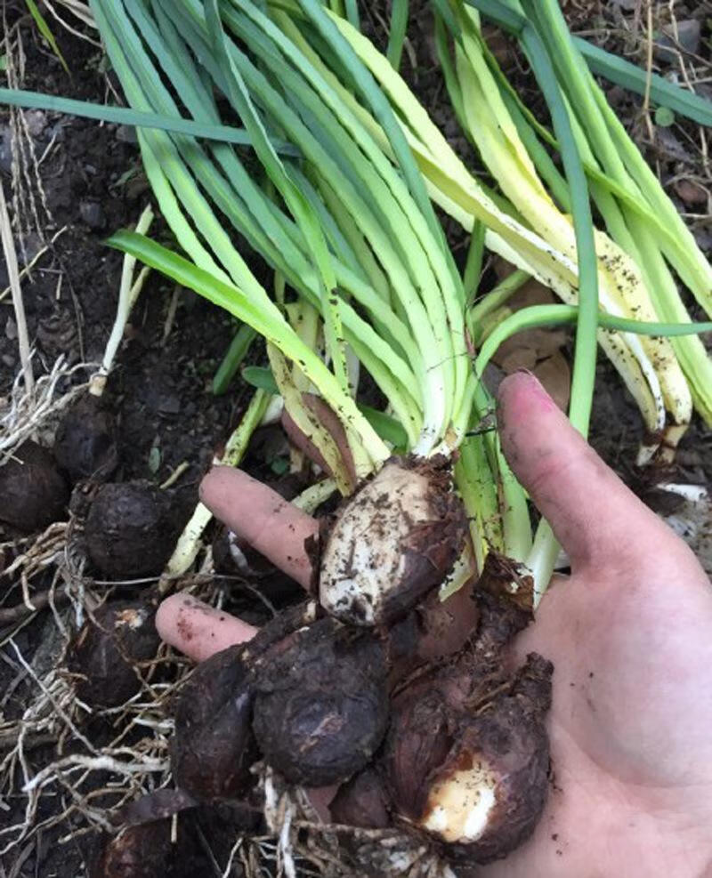 彼岸花种球曼珠沙华盆栽多年生石蒜种球四季种植花卉盆栽开花种球