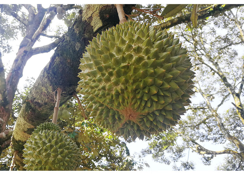 【顺丰空运 礼盒装】顺丰空运马来西亚猫山王榴莲树上熟新鲜进口水果