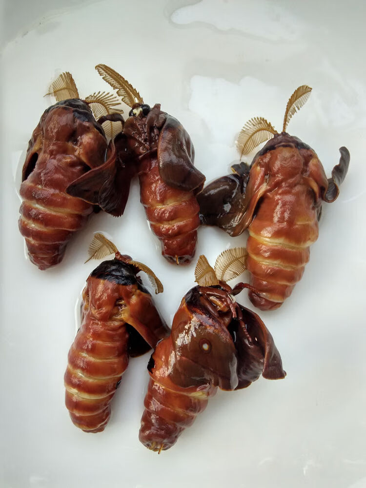 医味野生辽宁公蛾浸柞蚕雄蚕蛾泡酒料未排泄未交尾雄蛾40只约200g原料