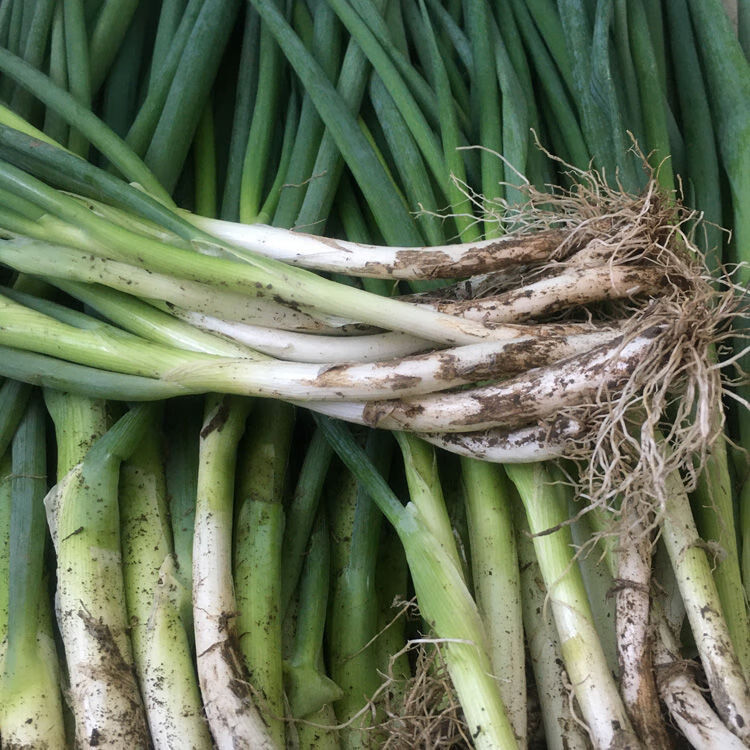 鲜蓁蓁 东北新鲜小葱 农家蔬菜发芽葱白露葱香葱蘸酱菜1斤 2斤小水葱