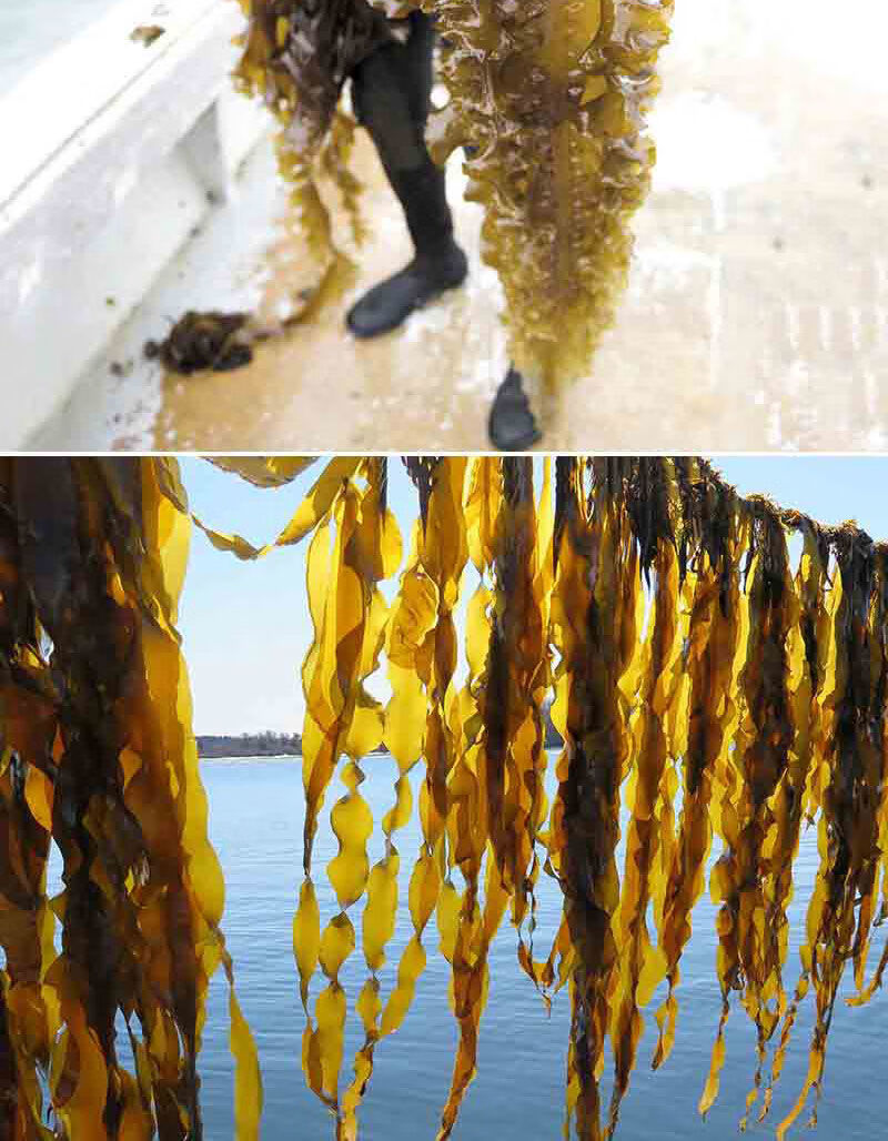 天然海带干货叶宽厚新海带丝批发干货整条野生昆布海带结日晒无沙足干