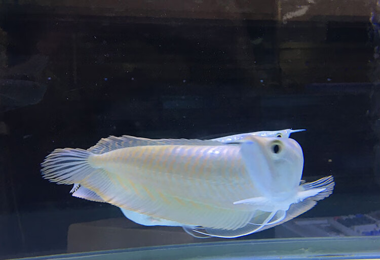 嘉瑰活体七彩银龙鱼黄化红眼白子银龙鱼苗大型热带龙鱼 银龙鱼58-60