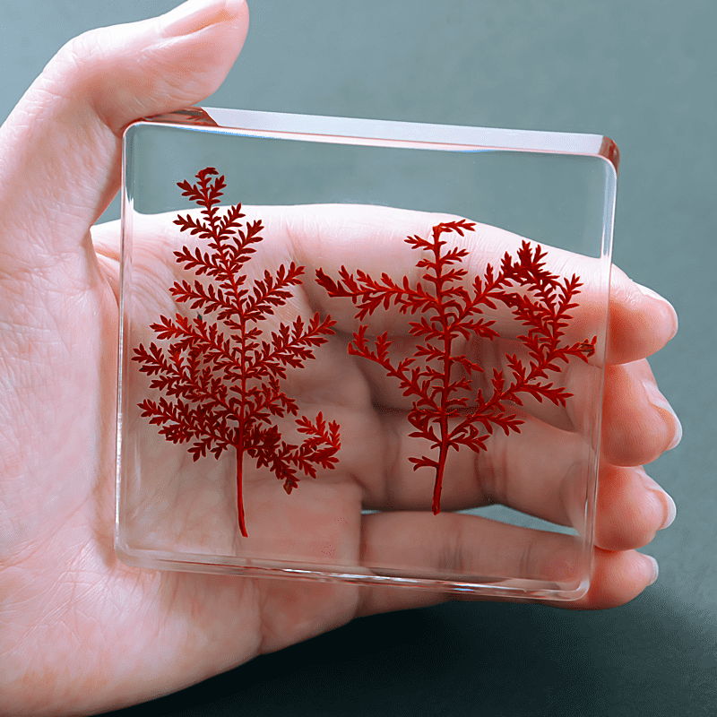 植物标本树脂 真实植物树脂标本幼儿园教学花朵树叶玉米高粱生活史