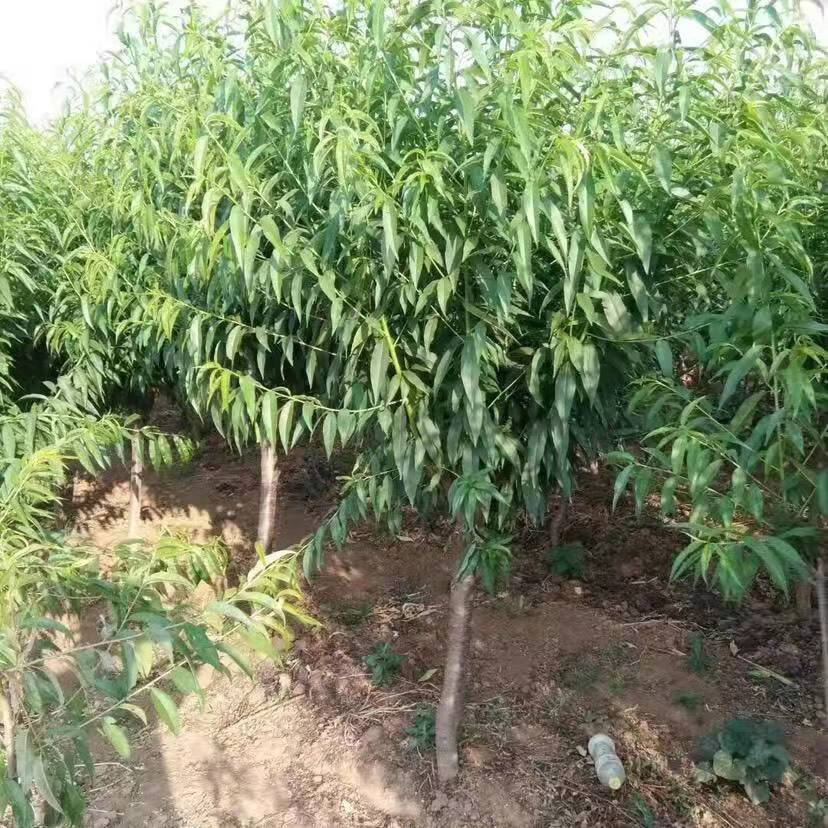 嫁接桃树苗特大五月早桃种大红桃树苗盆栽地栽桃子苗当年结果 5年苗(2