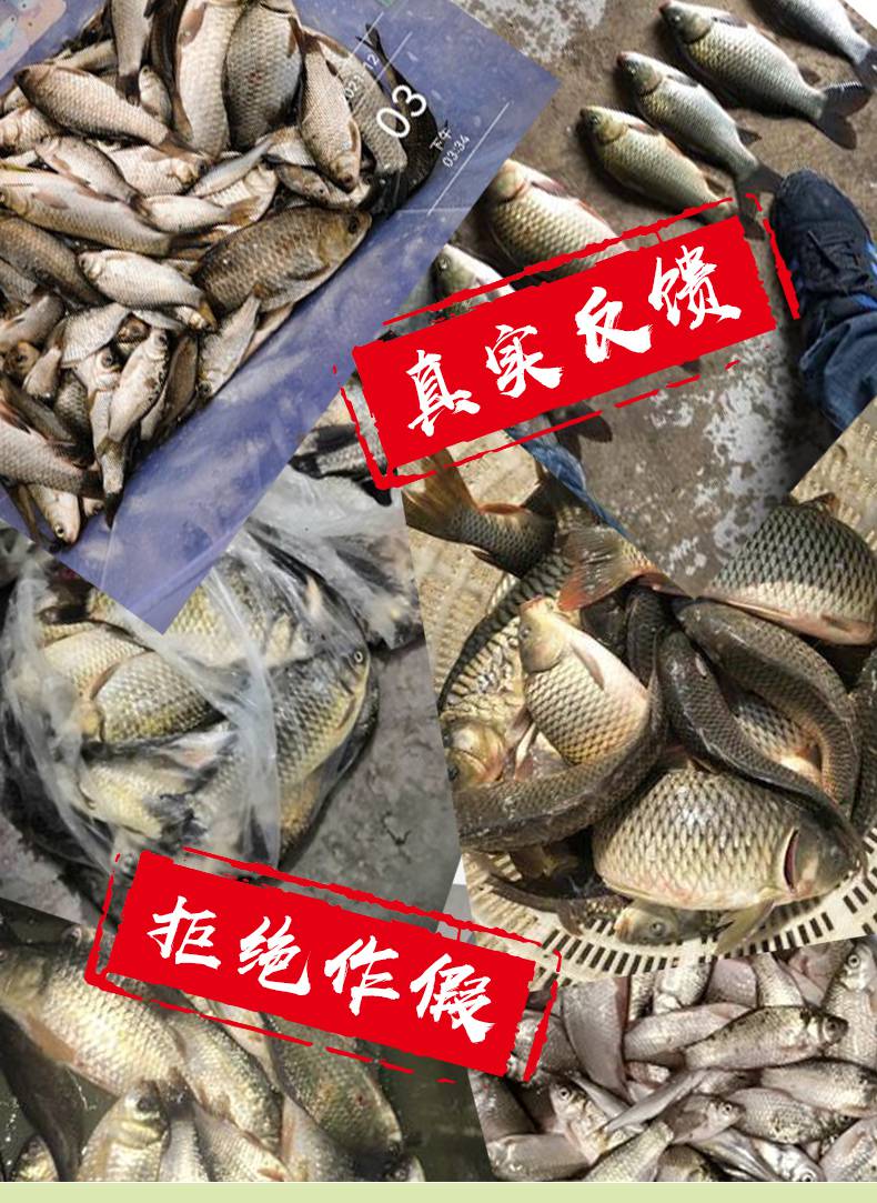 能量果酸钓鱼小药高浓度钓鱼果酸小药浓缩能量果味开口剂野钓鲫鱼鲤鱼