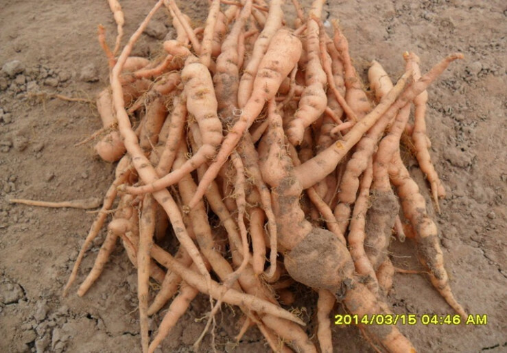 jd优选焦作新鲜生地黄根野生地黄地髓中药材怀庆府种子可榨汁500