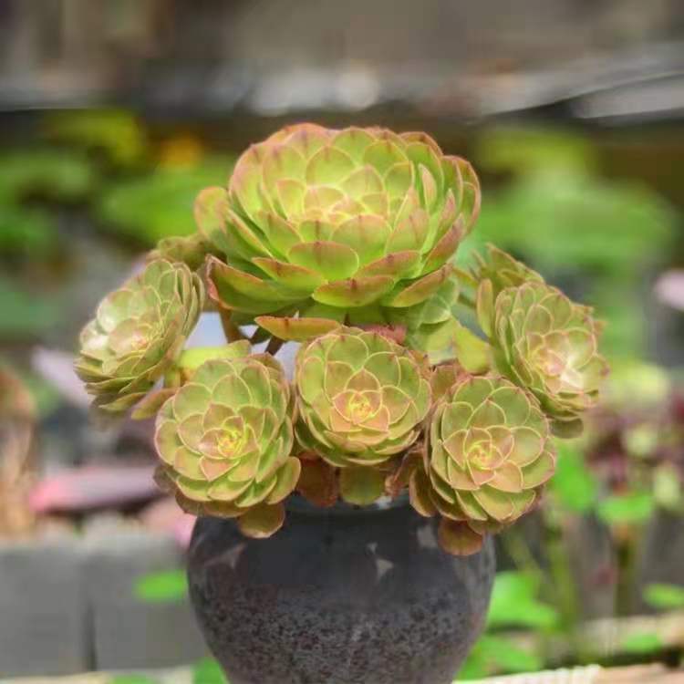 红心万圣节沙拉碗黑玫瑰法师多头老桩秋颖红心沙拉碗35头