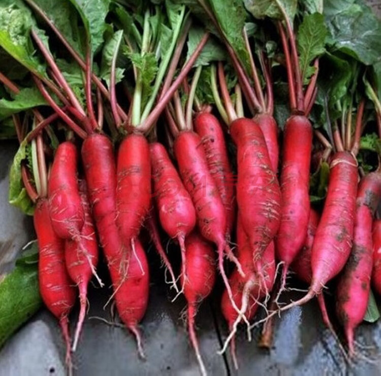 春季水果萝卜种子四季阳台樱桃萝卜籽田园农家蔬菜种子 樱桃萝卜