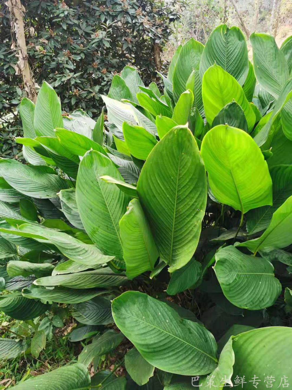 现摘广西大宽叶大粽叶特产农家自产粽子叶新鲜正宗特大冬叶123斤装