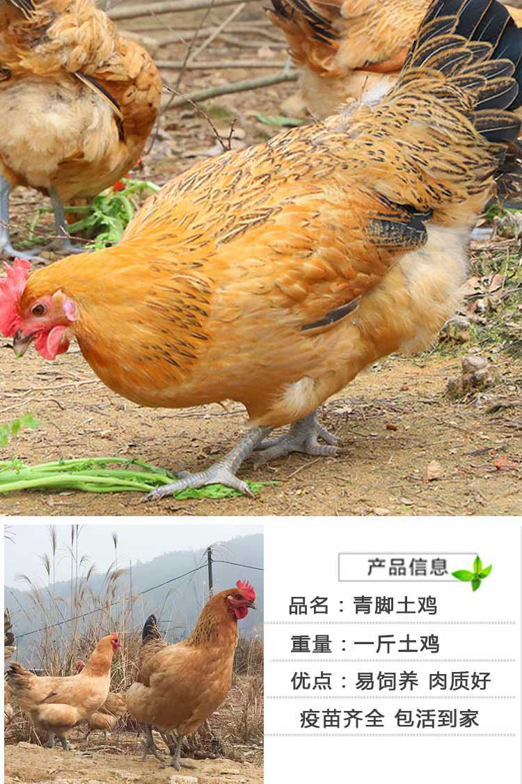 土鸡 麻鸡 青脚麻 脱温鸡 半大鸡 青年鸡土鸡笨鸡草鸡包活到家农家散